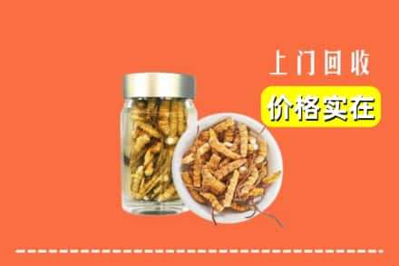 杭州市拱墅回收散虫草