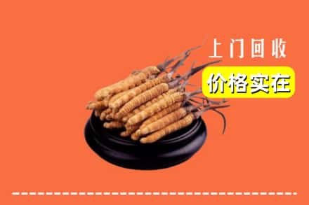 杭州市拱墅回收冬虫夏草